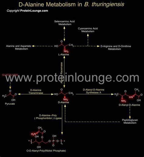 Biological Databases and Tools - D-Alanine Metabolism in B ...