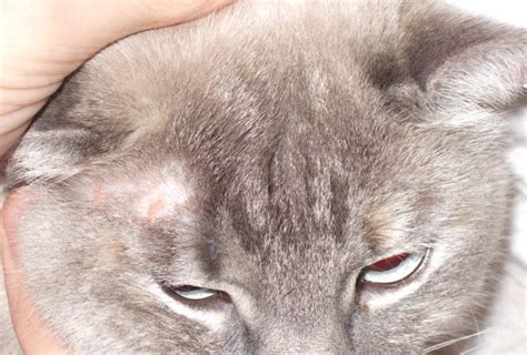 Ringworm In Cats: Causes, Symptoms, Treatment, And