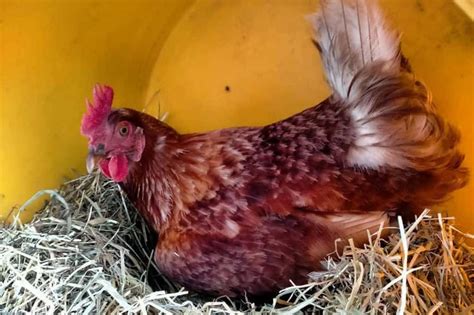 Rhode Island Red Chicken: Eggs, Height, Size and Raising Tips