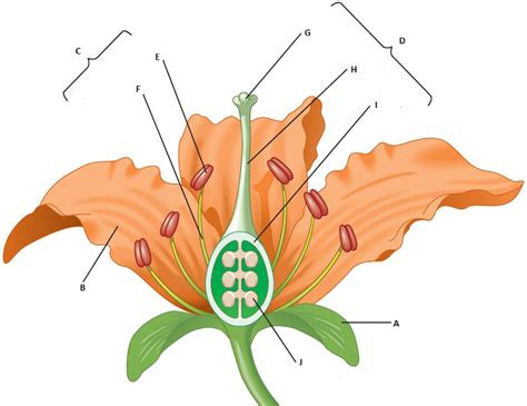 Labelled Diagram quiz on Flower Parts Biology Lessons, Biology Notes ...