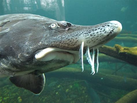 Amazing and Incredible Things About Sturgeons – Animal Encyclopedia