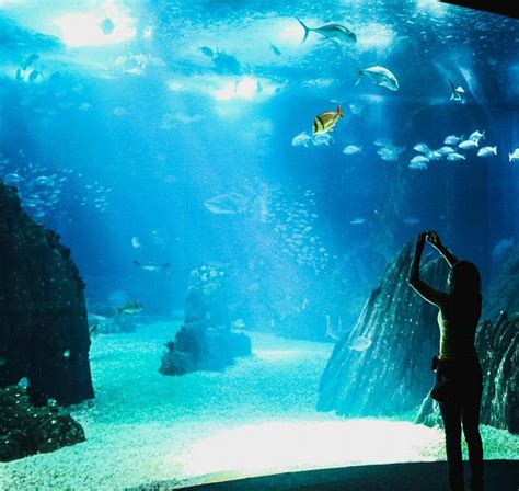 OCEANÁRIO DE LISBOA (Lisbon) - 2023 What to Know BEFORE You Go