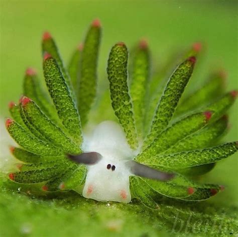 The leaf sheep sea slug. One of the only animals capable of ...