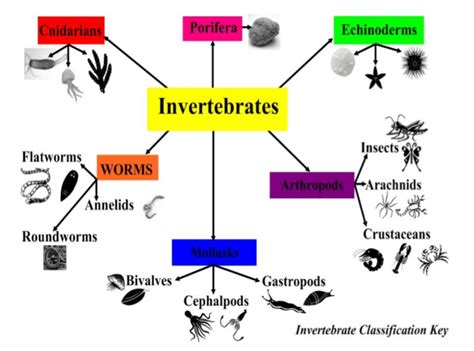 Yorkville Kingdom Animalia - characteristics of Invertebrates part 1 ...