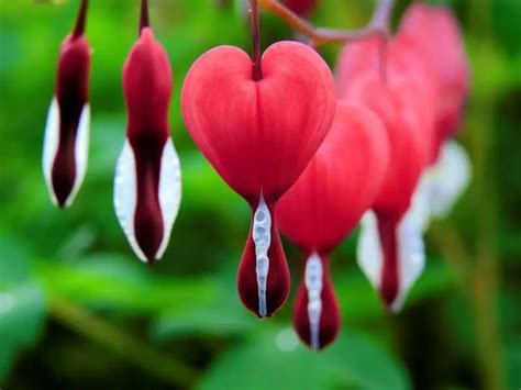 Bleeding Heart is a Beautiful Heart Shaped Flower - Seriously Flowers