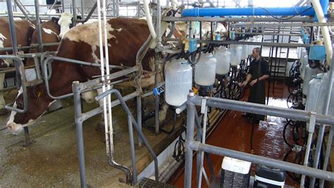 Dairy Cows In Automated Milking Parlor. Modern Dairy Farm Equipment ...