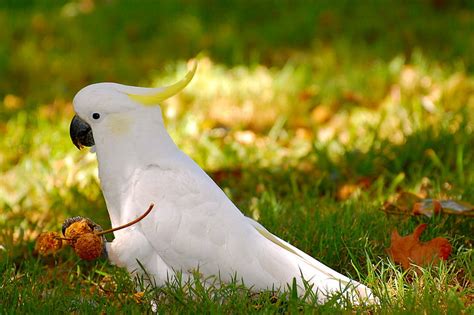 HD wallpaper: bird, cockatoo, parrot, tropical | Wallpaper Flare