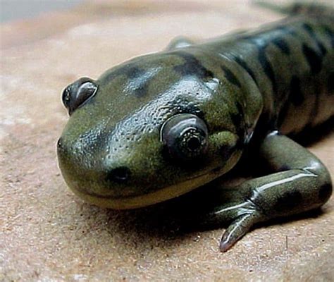 Salamander - A-Z Animals