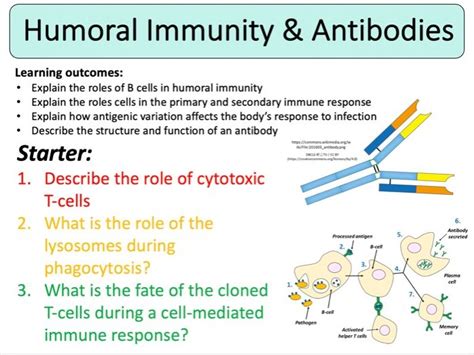 NEW (2016) AQA AS-Level Biology – Humoral Immunity & Antibodies ...