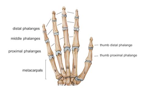 Wrist Hand Anatomy