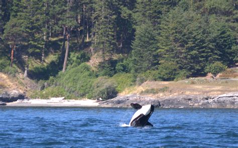 Resident Orcas Around San Juan Island | Seattle Orca Whale Watching