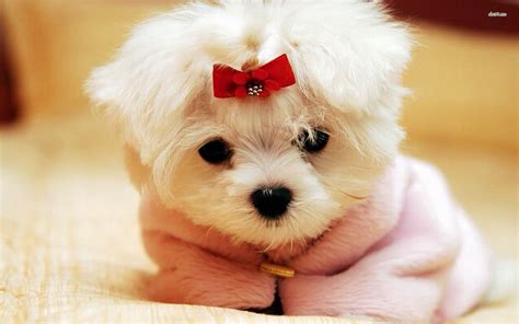 Cute Doggy Wallpapers - Wallpaper Cave