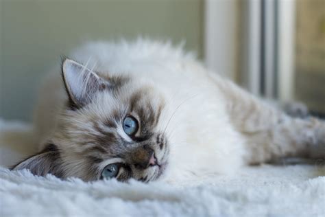 Ragdoll cat breed info & health advice | Everypaw