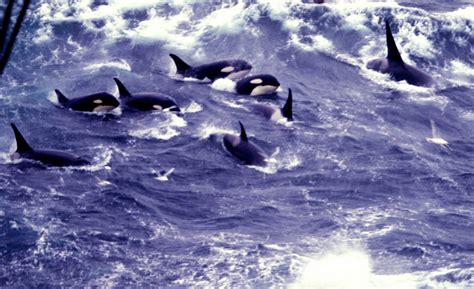 How Young Killer Whales Became Hooligans - Atlas Obscura