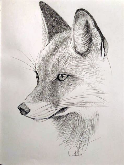 Fox, micron sketch by Margaret Dean | Pencil drawings of animals ...