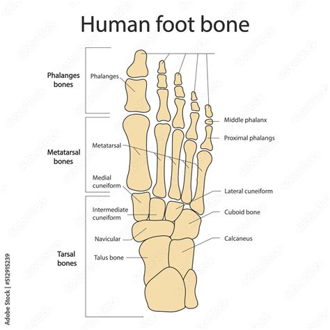 Foot bones. Anatomy of the skeletal system of the human legs and feet ...