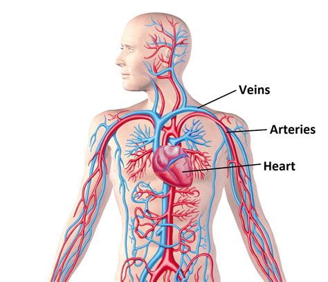 Science Class 6EP: Circulatory system