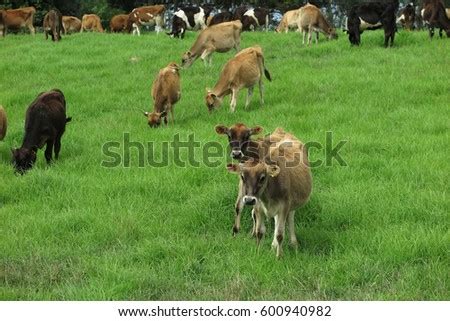 Jersey Cows New Zealand Stock Photo 95094601 - Shutterstock