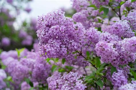 Lilac Flower Meaning, Symbolism, and Cultural Significance - Petal Republic