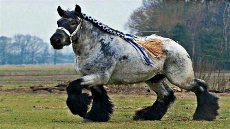 Fascinating Facts About The Gentle Giant Ardennes Horse - Animal Family