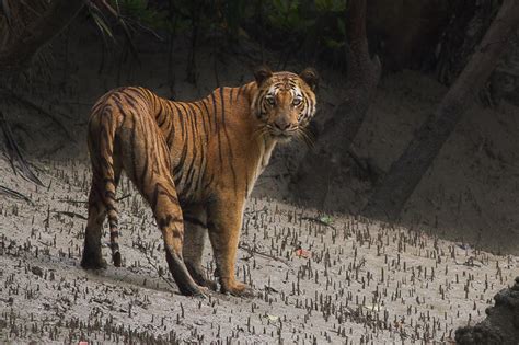 Swamp tiger, Sundarbans | Conservation India