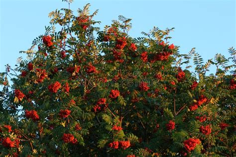 Mountain ash berries stock photo. Image of branches - 125351786