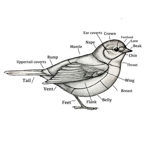 Basic Bird Anatomy - World of Birds