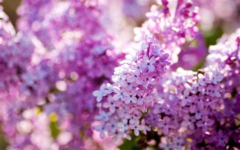 Lilac Desktop Wallpapers - Top Free Lilac Desktop Backgrounds ...