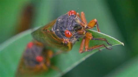 Get ready: Cicada swarm 'Brood X' expected to emerge this summer | FOX ...