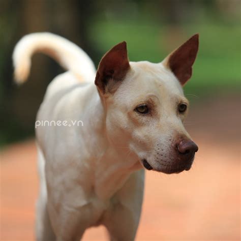 Chó Phú Quốc [10 years old Phu Quoc Ridgeback Dog] | Flickr