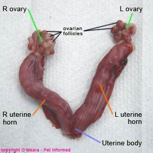 How-to-tell-if-internal-stitches-ripped-after-spay papyelect