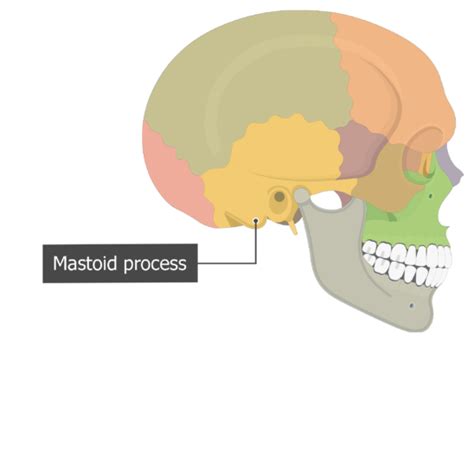 In The Diagram Where Is The Mastoid Process - Hanenhuusholli