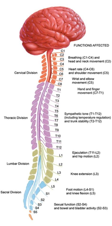 Spinal Cord Diagram