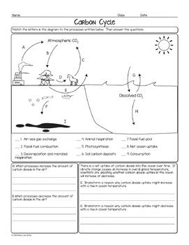 Carbon Oxygen Cycle Biology Homework Worksheet by Science With Mrs Lau