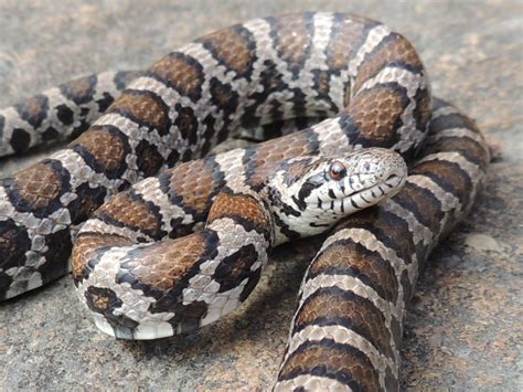 PA HERP IDENTIFICATION » Eastern Milksnake