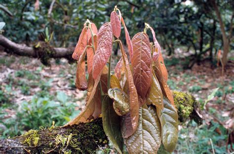 Cocoa (or Cacao) - Theobroma cacao | Fruit Crops