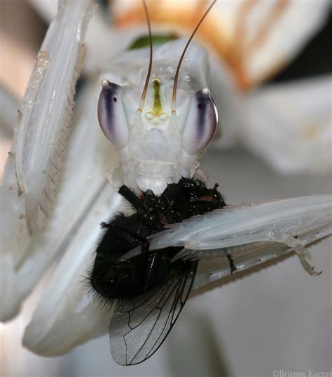 Orchid Mantis feeding IV by oOBrieOo on DeviantArt