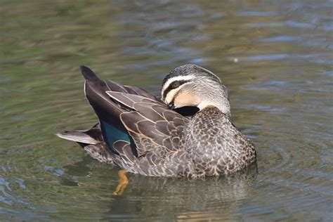 Pacific Black Duck | Dorothy Jenkins | Flickr