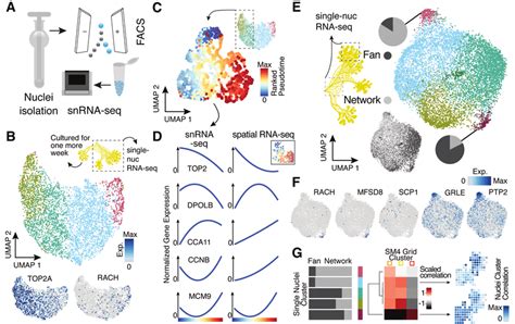 Single-nucleus RNA-sequencing uncovers nuclei diversification within ...