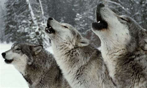 A Whole Pack Of Wolves Howling Together At A Wolf Sanctuary