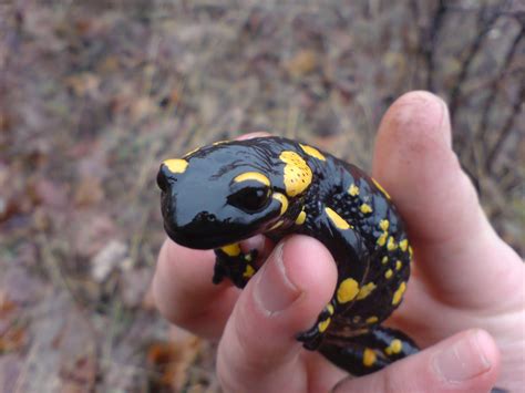 Bird Ringing in Bulgaria: Fire salamander (Salamandra salamandra) pictures