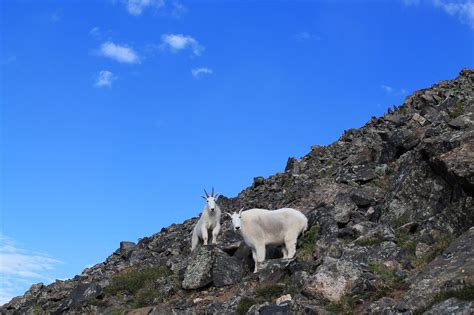 Watch: Mountain Goats in Colorado Increasingly Showing 'Unnatural ...