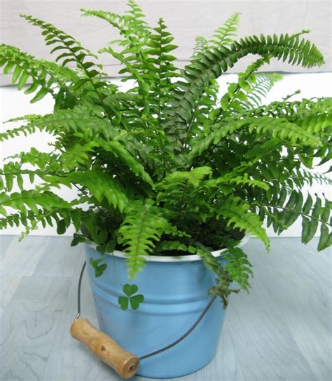 10 Low Light Houseplants You Won't Be Able To Kill