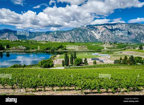 USA, Washington State, Lake Chelan. Dry Lake Vineyards in Manson ...