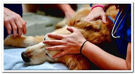 Euthanasia in dogs When should it be applied? - Dogsis