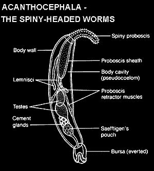 Acanthocephala; Thorny-Headed Worms