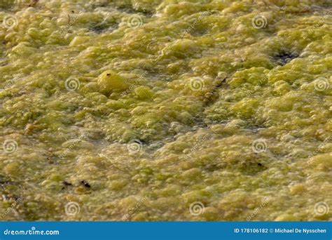 Green Algae Water Pollution on Water Surface Stock Photo - Image of ...