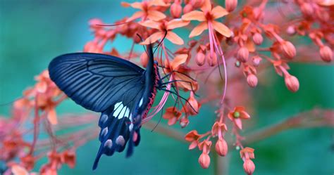 butterfly on flower amazing 4k ultra hd wallpaper | Butterfly wallpaper ...