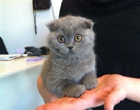 Russian Blue Scottish Fold Munchkin | Scottish fold kittens, Cute cat ...