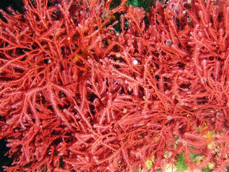 Red Seaweed: Characteristics, types, properties and more